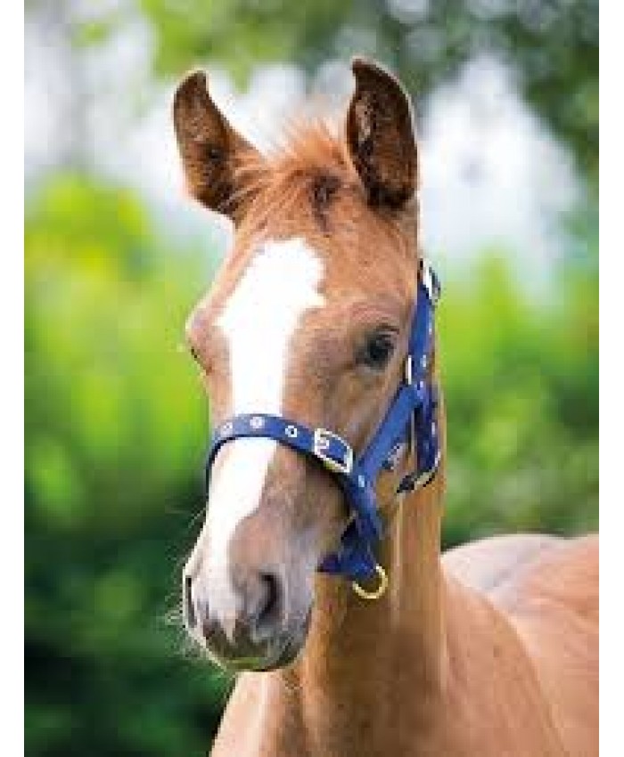 Shires Foal Headcollar